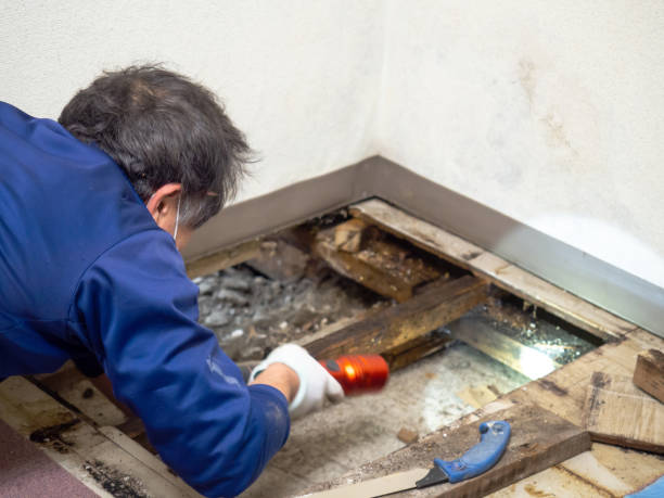 Best Crawl Space Mold Remediation in Lampasas, TX