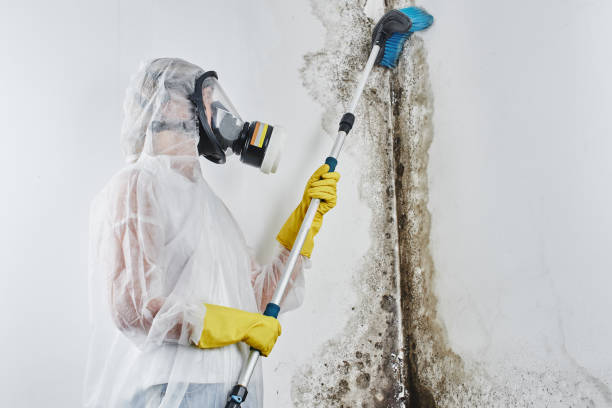 Trusted Lampasas, TX Mold Remediation Experts
