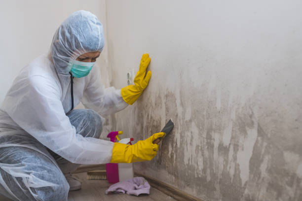 Best Kitchen Mold Remediation in Lampasas, TX