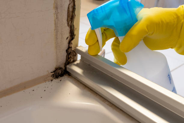 Best Bathroom Mold Remediation in Lampasas, TX