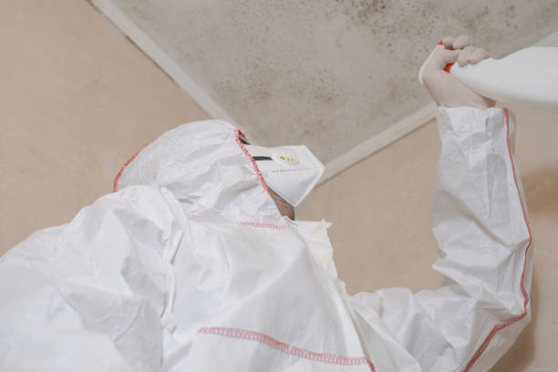 Best Black Mold Remediation in Lampasas, TX