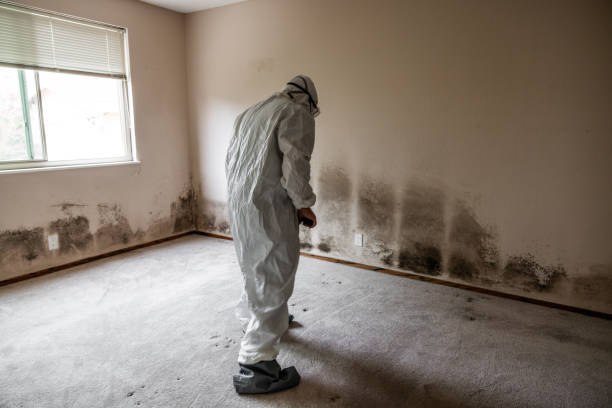 Best Residential Mold Remediation in Lampasas, TX