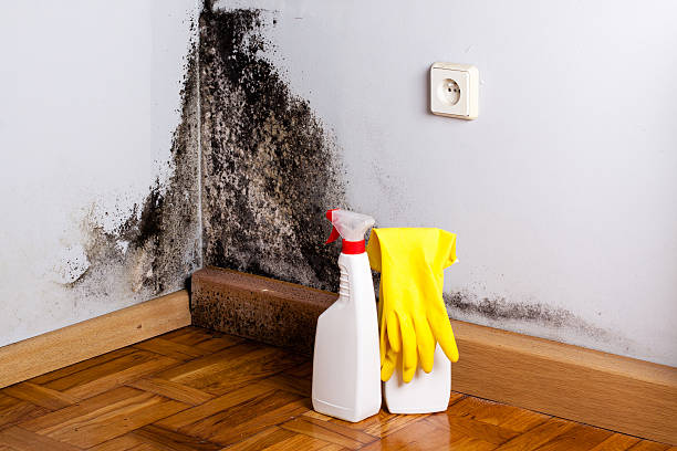 Best White Mold Remediation in Lampasas, TX